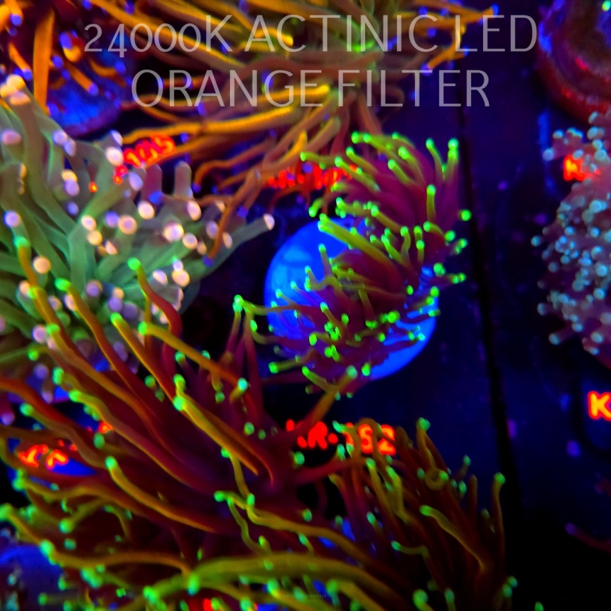 Euphyllia glabrescens DRAGON SOUL (04.04.2026) KR-152