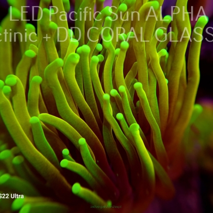 Euphyllia glabrescens DRAGON SOUL (10.01.2024) 2 HEAD