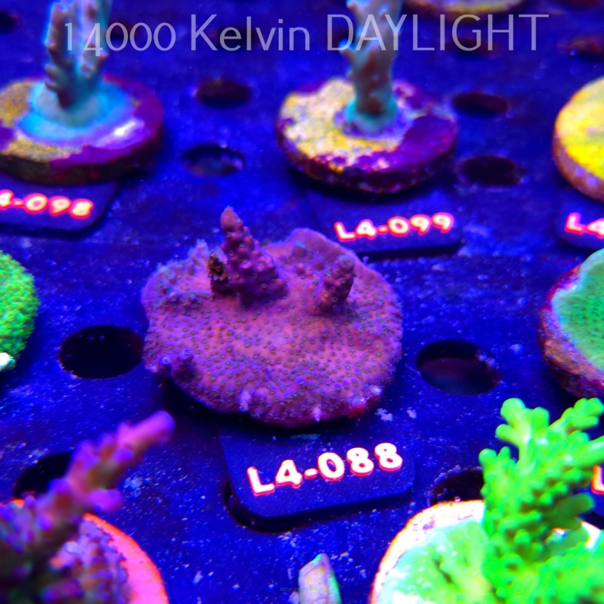 Acropora sp. AUSTRALIA (20.05.2026) L4-088  5cm
