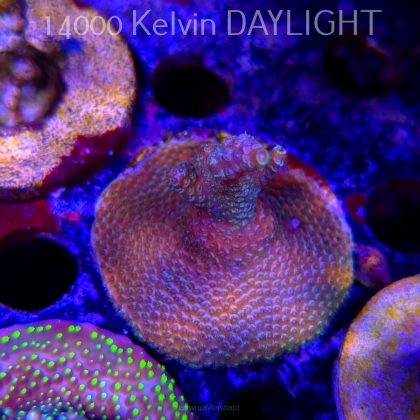 Acropora sp. AUSTRALIA  (21.06.2025) L4-III-12  5cm