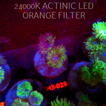Duncanopsammia axifuga (04.07.2026) H3-028  3P