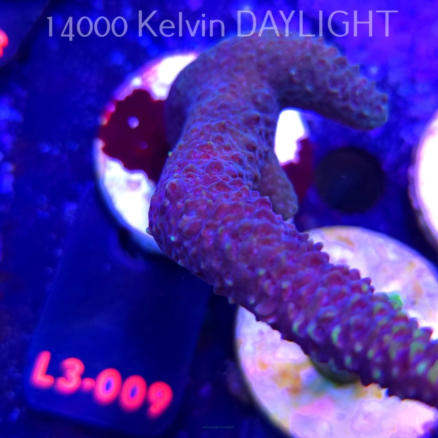 Acropora sp. AUSTRALIA (04.01.2026) L3-009  15cm