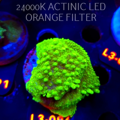 Acropora sp. PREMIUM AUSTRALIA (09.05.2026) L3-096  5cm
