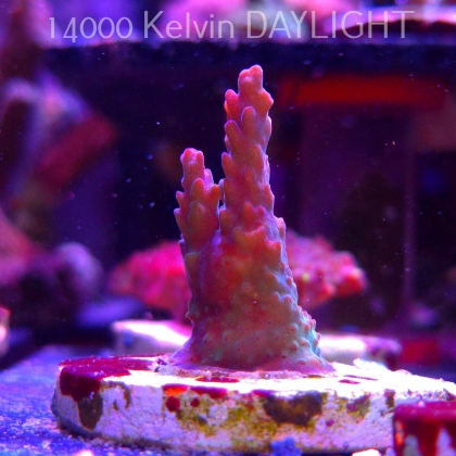 Acropora sp. AUSTRALIA (19.06.2025) L3-I-9  5cm