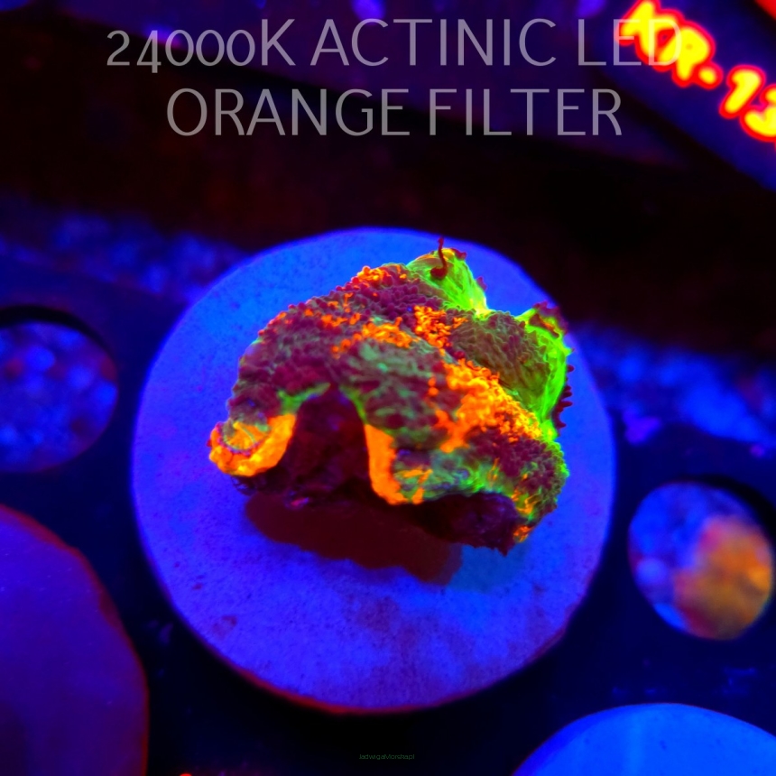Acanthastrea ECHINATA AUSTRALIA ULTRA TRICOLOR (01.06.2026) KR-173  3cm
