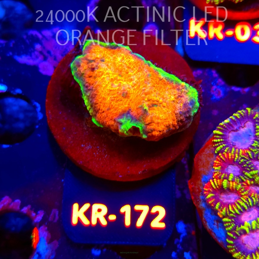 Acanthastrea ECHINATA AUSTRALIA ULTRA (18.07.2026) KR-172  4cm