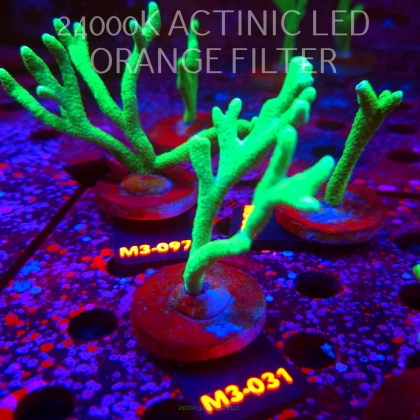 Montipora digitata POWER GREEN (12.04.2026) M3-031  9cm