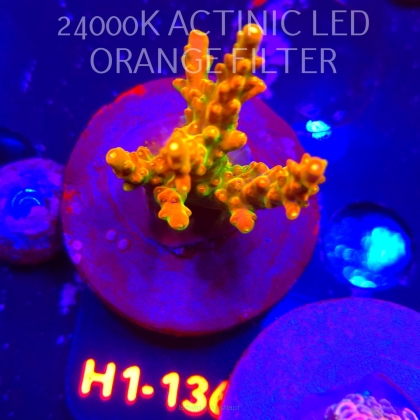 Acropora loripes GOLDEN JAWDROPPER (04.02.2026) H1-136  5cm