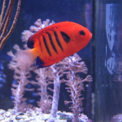  Centropyge loricula rozmiar 4-5 cm (HAWAJE)