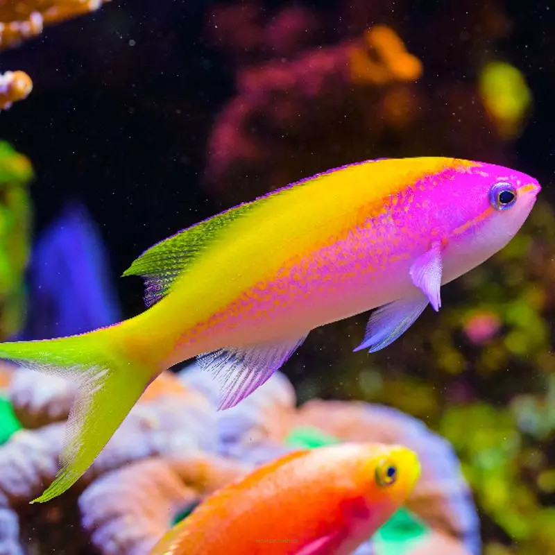 Pseudanthias evansi 8-9cm