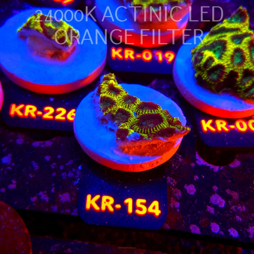 Favia Mystic Grape (21.06.2026) KR-154  5cm