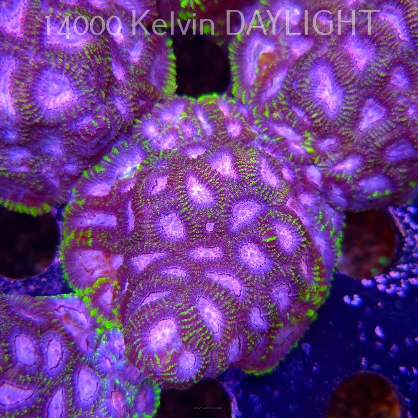 Favia WWC SPACE MONKEY (23.11.2025)  7cm