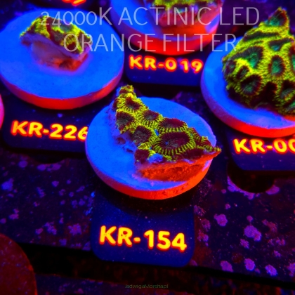 Favia Mystic Grape (21.06.2026) KR-154  5cm