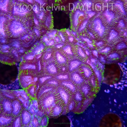 Favia WWC SPACE MONKEY (23.11.2025)  7cm