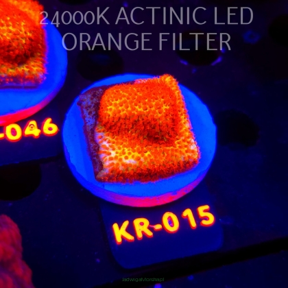 Stylocoeniella JASON FOX BURNING BANANA (04.12.2025) KR-015  3cm