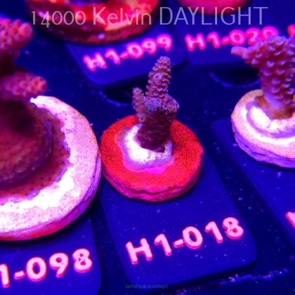 Acropora sp. PREMIUM (24.05.2026) H1-018  3cm