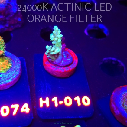 Acropora sp. (01.02.2026) H1-010  2cm