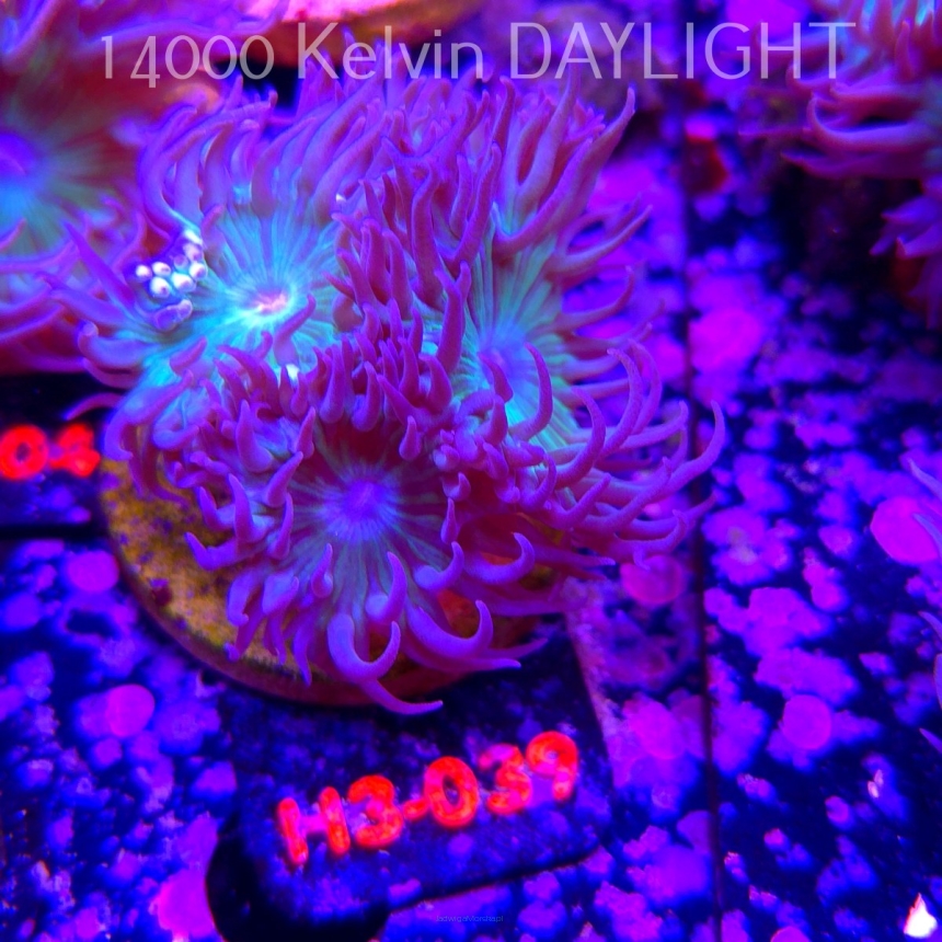 Duncanopsammia axifuga (15.01.2026) H3-039  4P