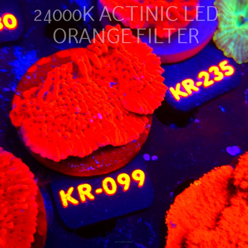 Montipora JASON FOX MEAN STREAK (01.06.2026) KR-099  6cm