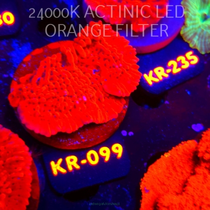 Montipora JASON FOX MEAN STREAK (01.06.2026) KR-099  6cm