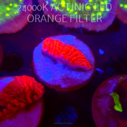 Montipora JASON FOX MEAN STREAK (21.02.2026)  5cm