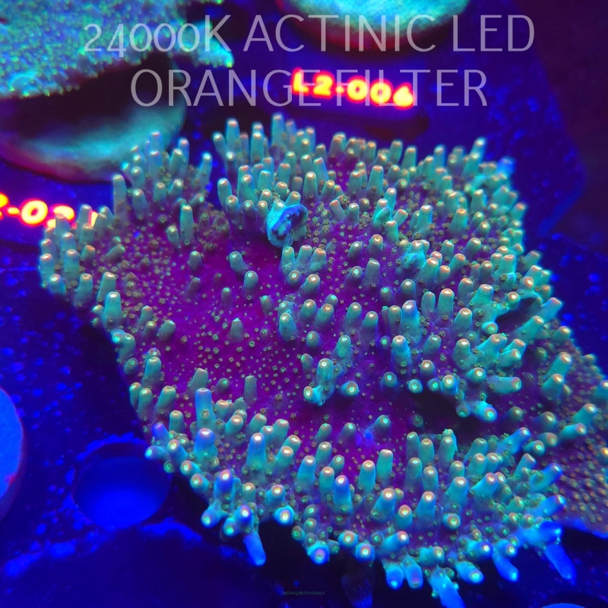  Acropora granulosa ULTRA (12.11.2025) L2  10cm XL