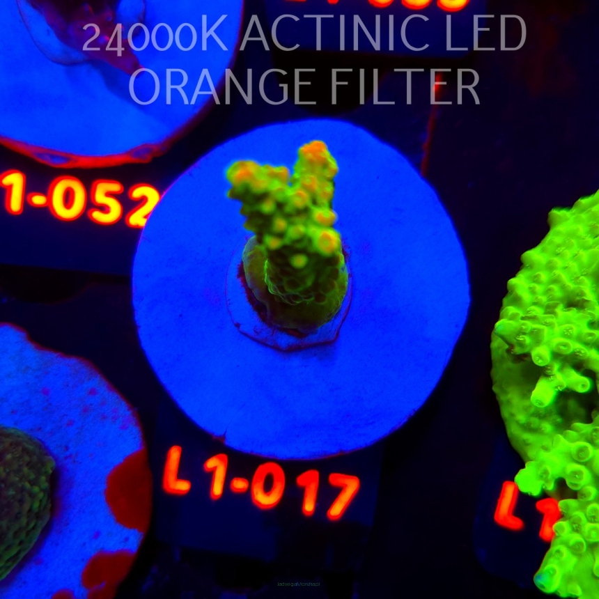 Acropora divaricata JOES MANGO GARDEN (03.08.2026) L1-017  6cm