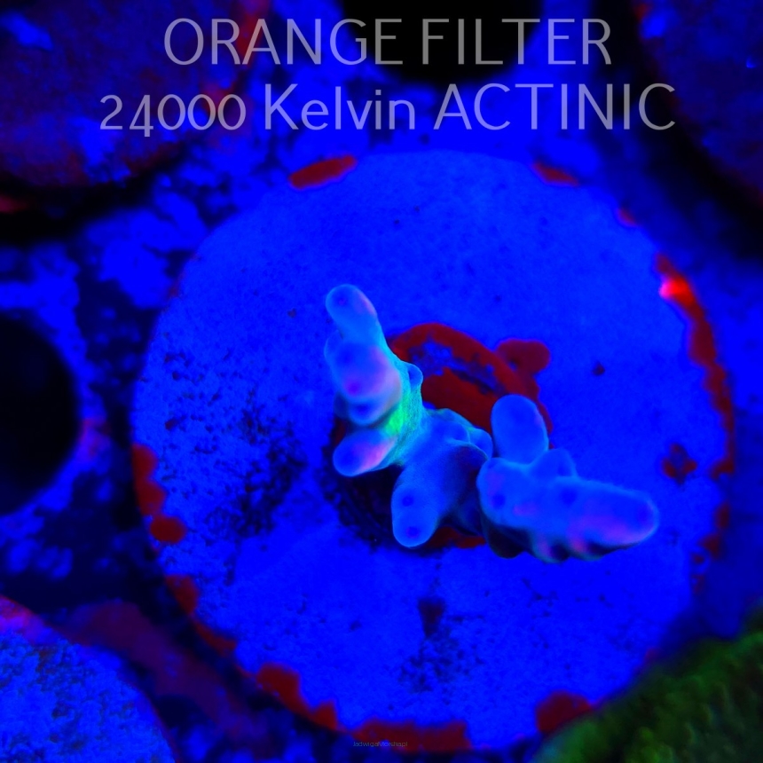 Acropora TSA RAINBOW FEVER (24.05.2025) L2-I-3  3cm