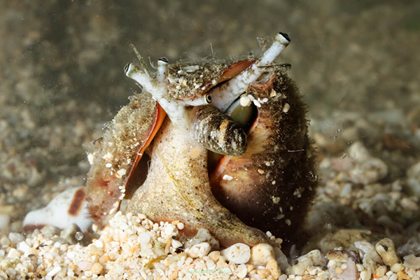 Strombus urceus 2cm