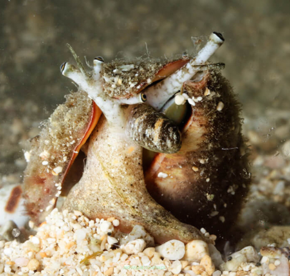 Strombus urceus 2cm
