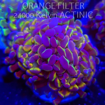 Euphyllia paraancora HOLOGRAM AURORA ULTRA (02.04.2025)