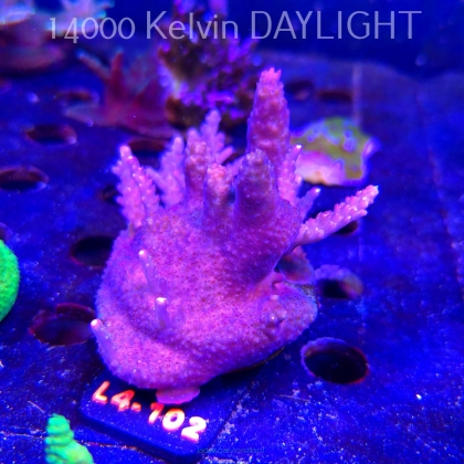 Acropora sp. PREMIUM AUSTRALIA (20.05.2026) L4-102  7cm