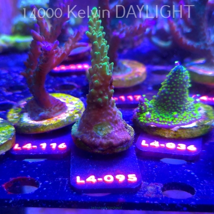 Acropora sp. AUSTRALIA (06.01.2026) L4-095  9cm