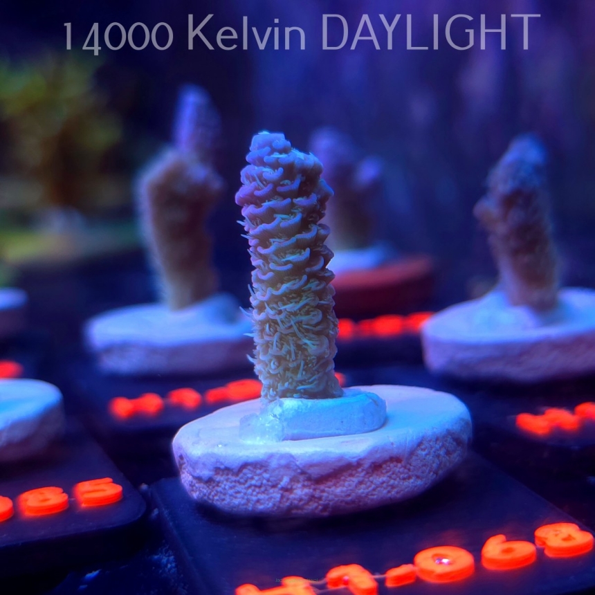 Acropora MILLEPORA RAINBOW (16.10.2025) H1-068  3cm