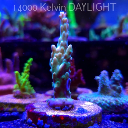 Acropora sp. AUSTRALIA (21.06.2025) L4-I-21  7cm