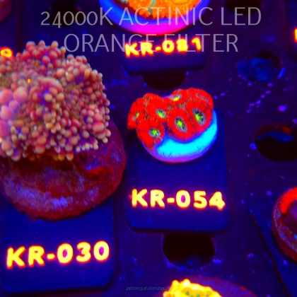 Micromussa amakusensis RED ULTRA (06.12.2025) KR-054  3cm