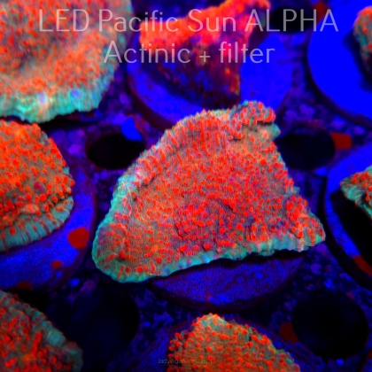 Echinophyllia Lava Rush Chalice (22.01.2025)  6cm