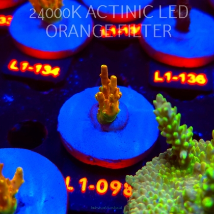 Acropora loripes GOLDEN JAWDROPPER (03.08.2026) L1-098  3cm