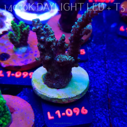 Acropora sp. AUSTRALIA (11.10.2025) L1-096  9cm