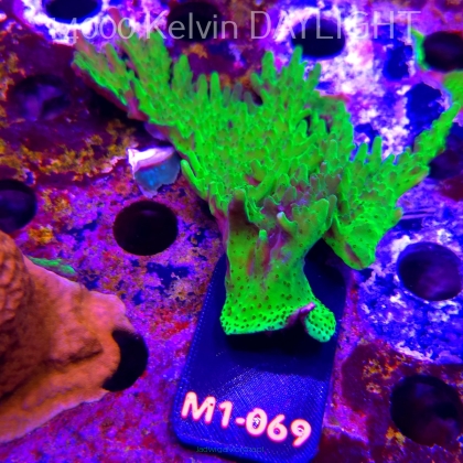 Acropora WWC Castells Banana (12.06.2026) M1-069  12cm
