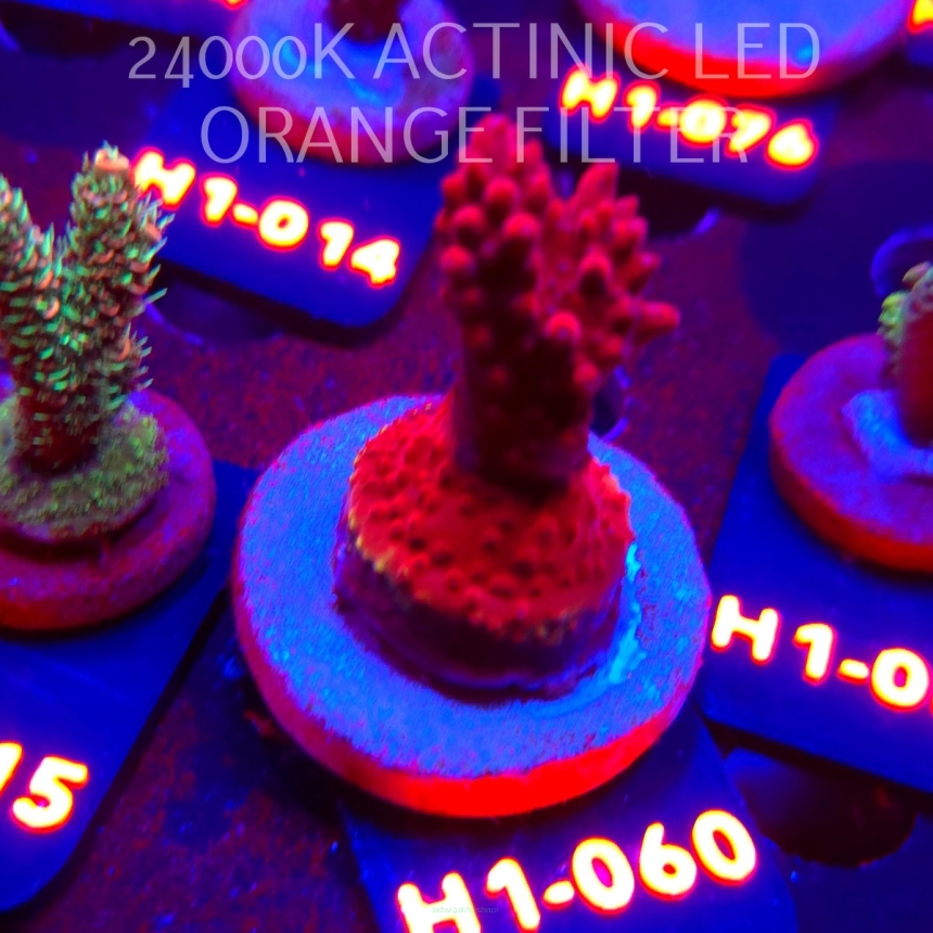 Acropora CHERRY BLOSSOM (24.05.2026) H1-060  5cm
