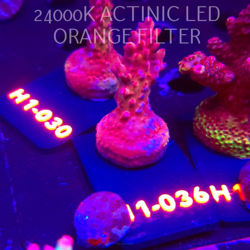 Acropora CHERRY BLOSSOM (01.02.2026) H1-036  5cm