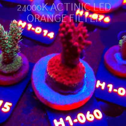 Acropora CHERRY BLOSSOM (24.05.2026) H1-060  5cm