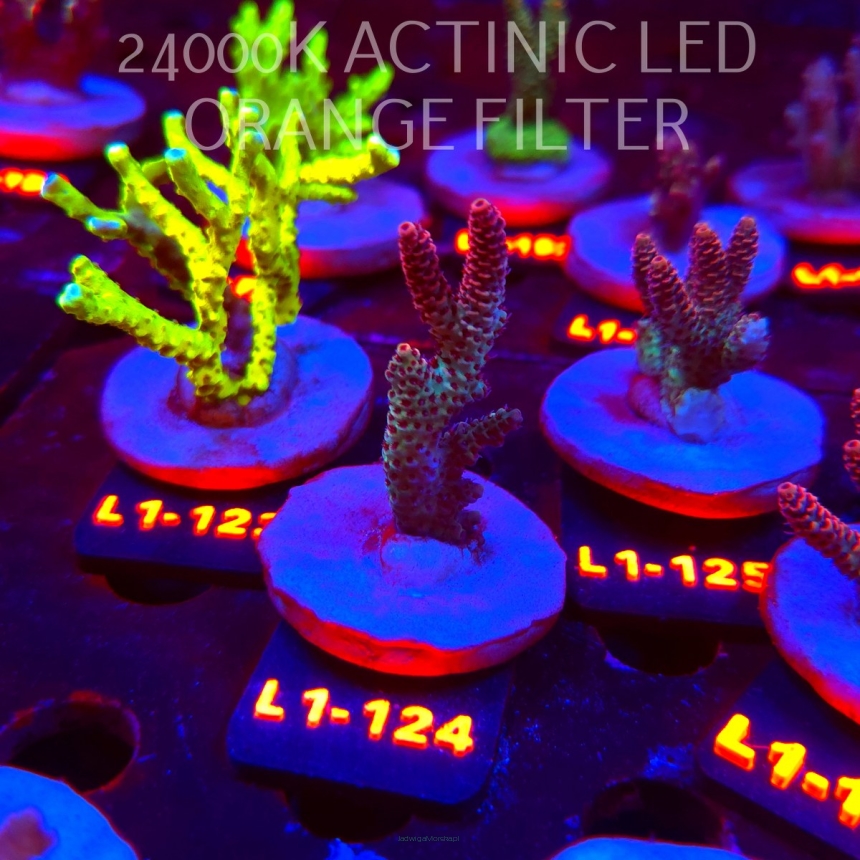 Acropora HYACINTHUS ULTRA (02.08.2026) L1-124  6cm