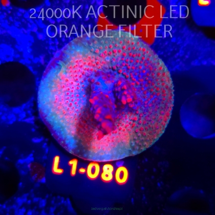 Acropora sp. AUSTRALIA  (16.03.2026) L1-080  5cm