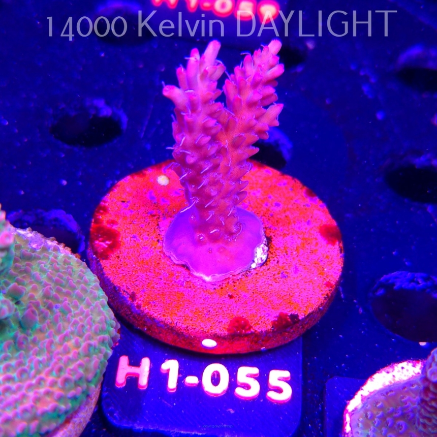 Acropora microclados STRAWBERRY SHORTCAKE (23.05.2026) H1-055  6cm