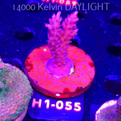 Acropora microclados STRAWBERRY SHORTCAKE (23.05.2026) H1-055  6cm