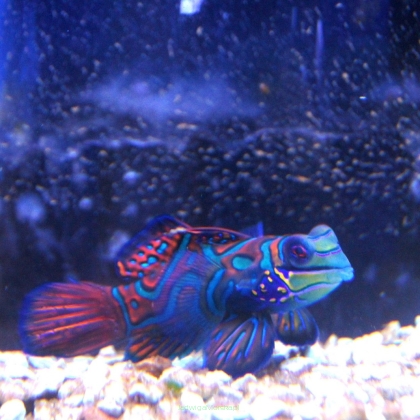 Synchiropus splendidus (Mandaryn wspaniały) 5-6cm SAMICA