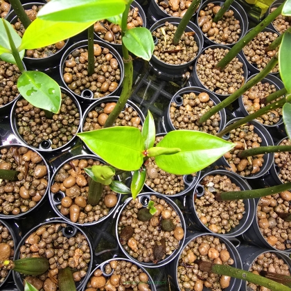 Bruguiera gymnorhiza – mangrowiec orientalny PROPAGULA z liśćmi i korzeniami 20-25cm