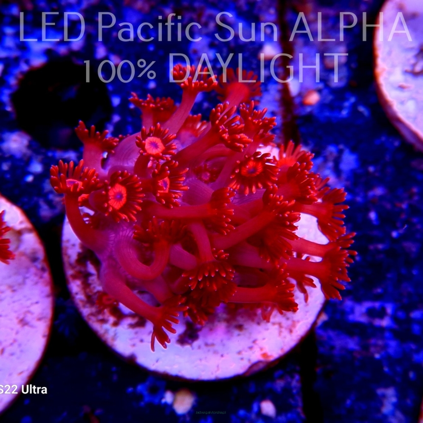 Goniopora SUPER RED Long Tentacle (17.01.2024)